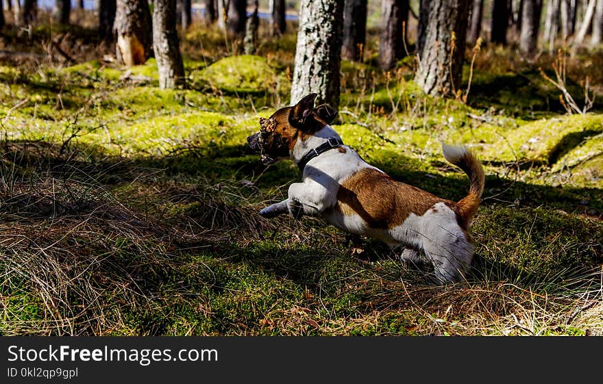 Medium Short-coated Tan and White Dog