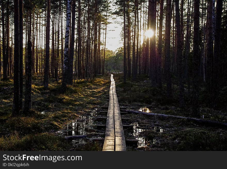 River Between Trees and a Sunset