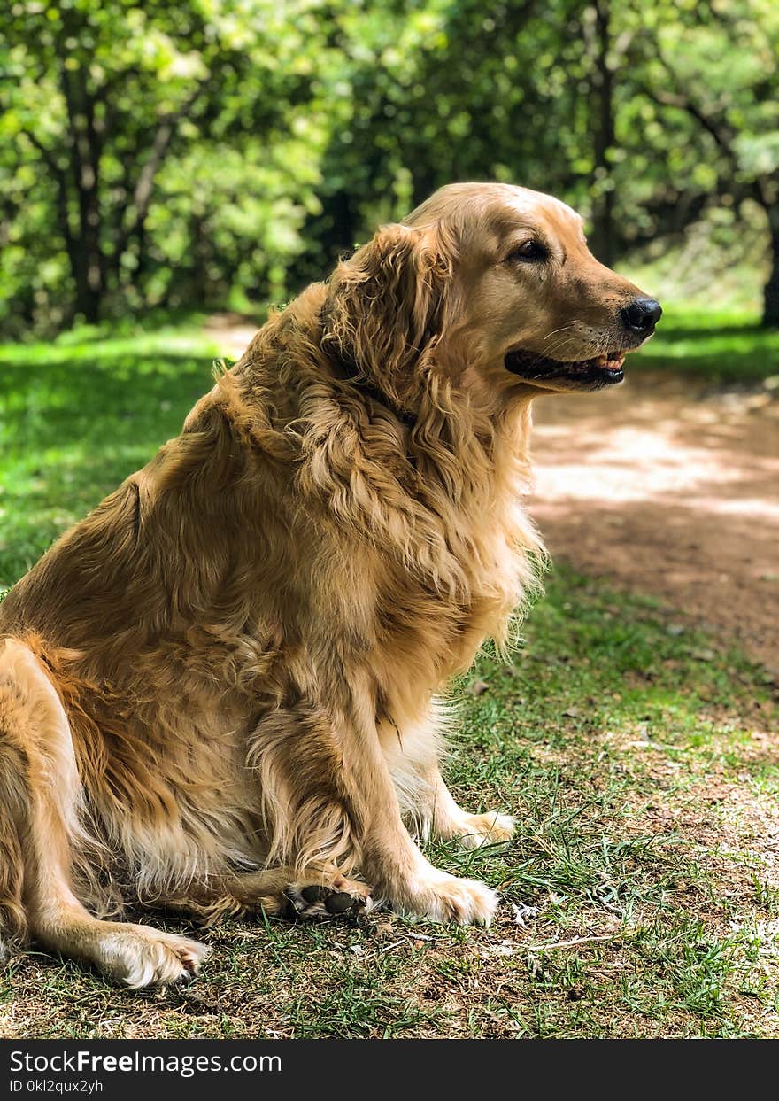 Adult Golden Retriever Sitting on Grass Field