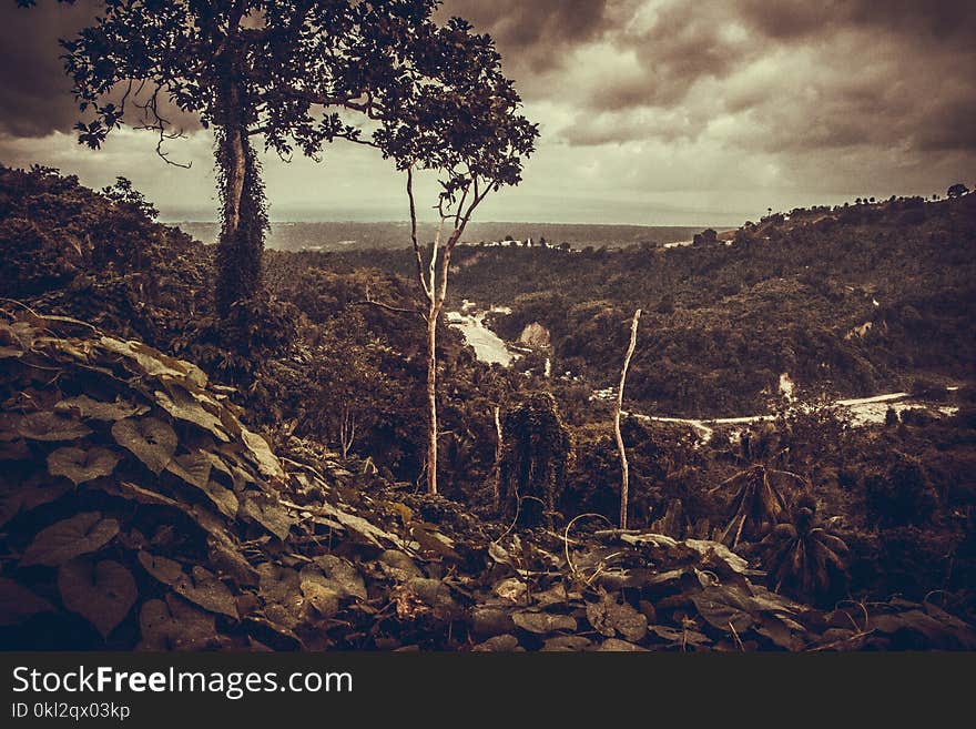 Sepia Photography of Trees Under Cloudy Sky