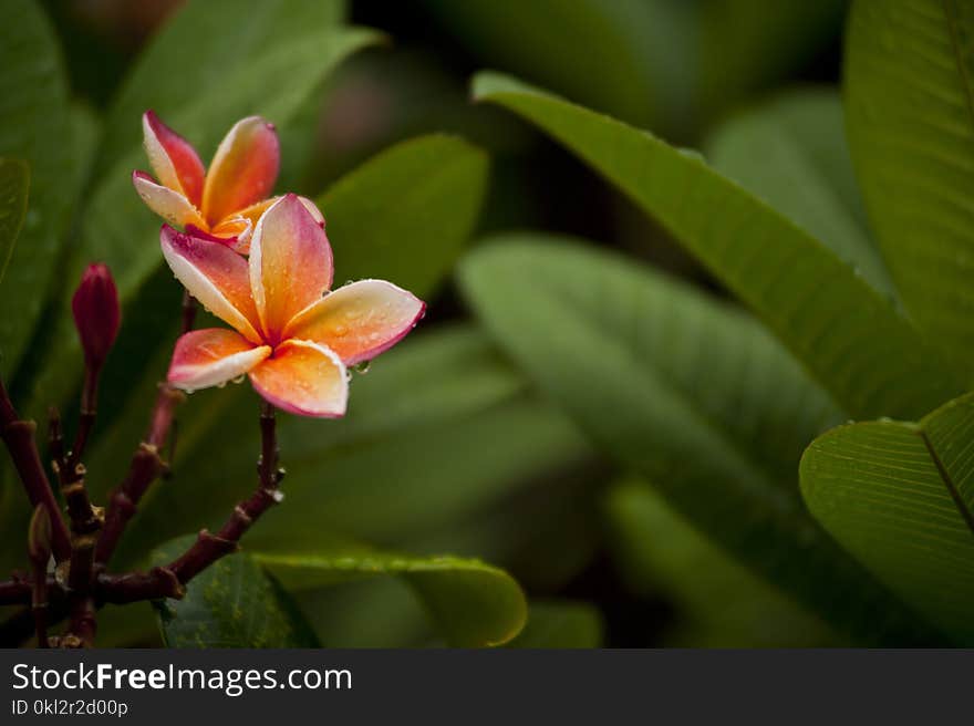 Close-Up Photography of Flowerrs