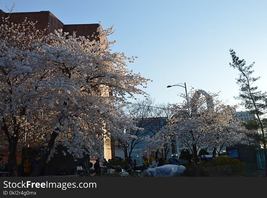 White Cherry Blossom Trees in Front of White Painted Building