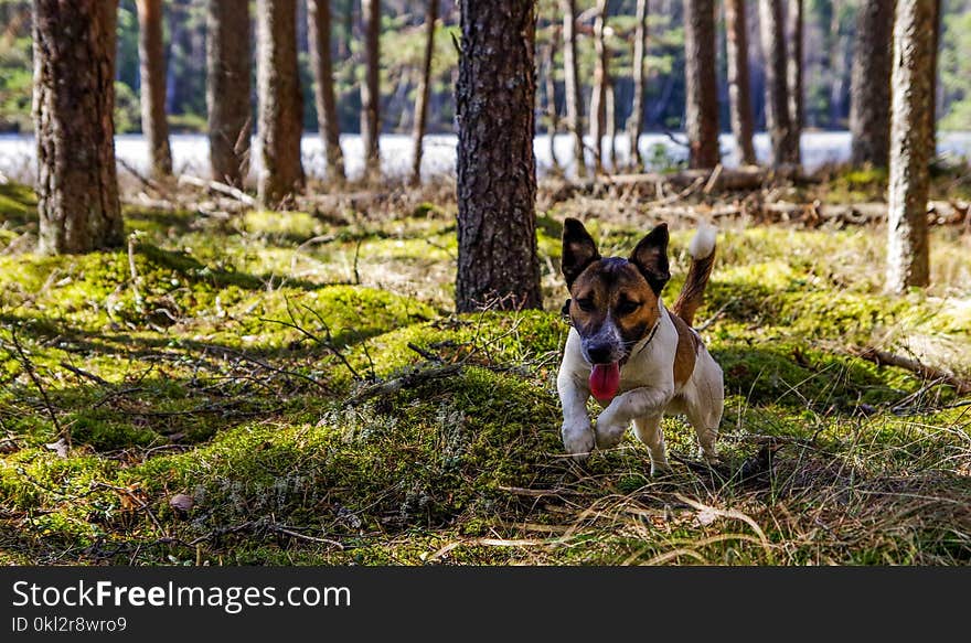 Adult Jack Russell Terrier Running on the Green Grass Field