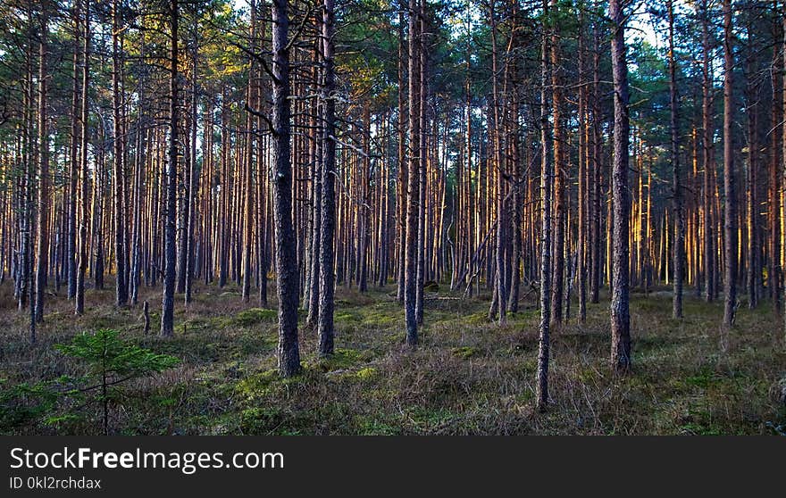 Tall Trees Photo