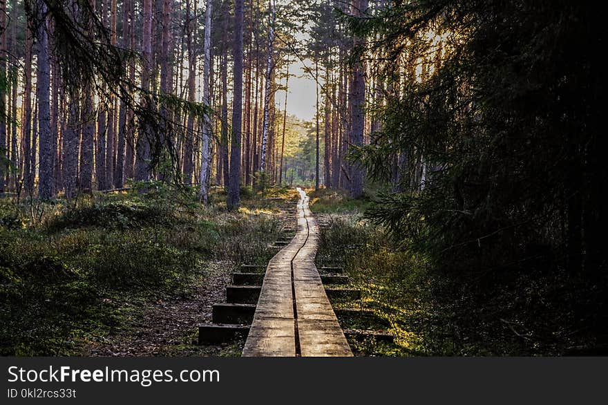 Empty Wooden Pathway in Forest