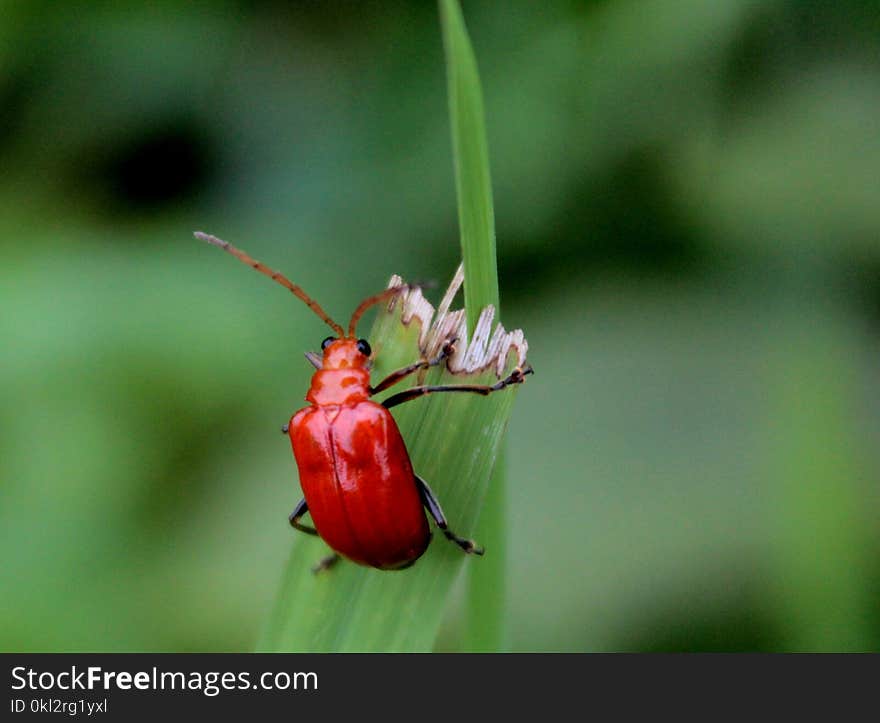 Red Beetle Perched on Green Leaf