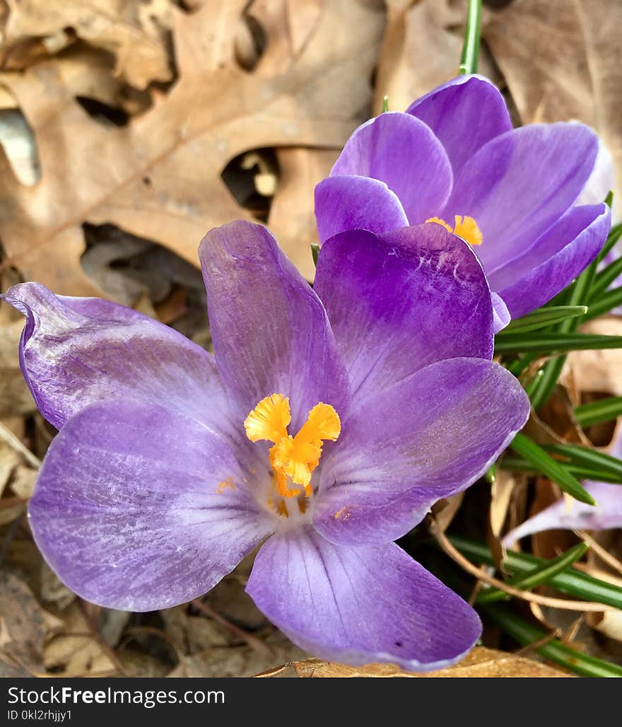 Purple Petaled Flowers