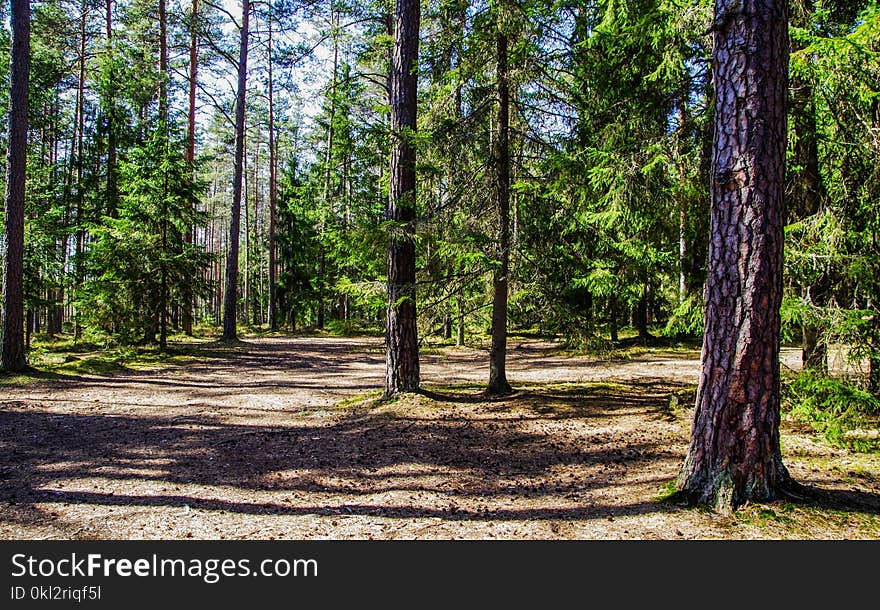 Green Trees