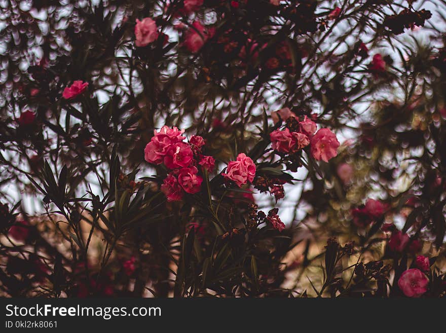 Red Clustered Flowers