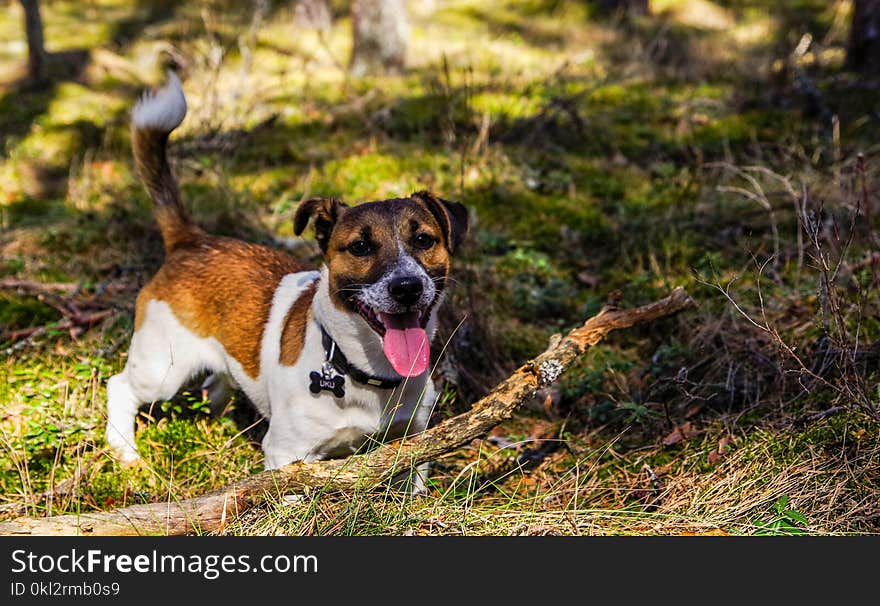 Adult Jack Russell Terrier