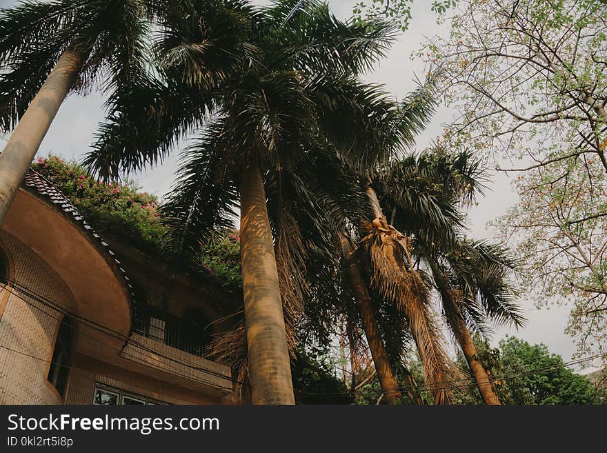 Palm Trees Under Gray Skies