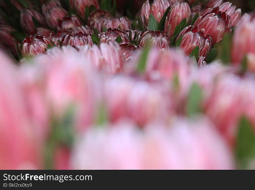 Closeup Photography of Pink Tulips