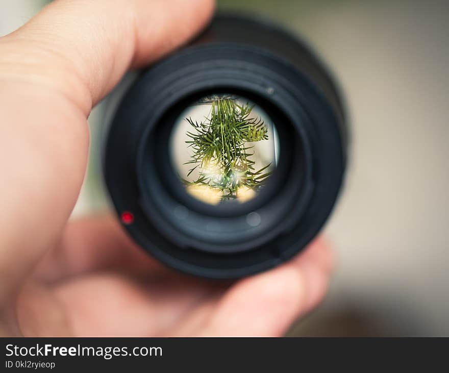 Person Holding Black Smartphone Camera Lens Capturing Green Plant in Selective Focus Photography