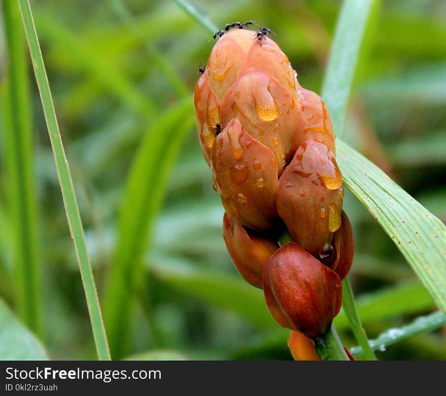 Photo of Orange Petaled Flower Bud