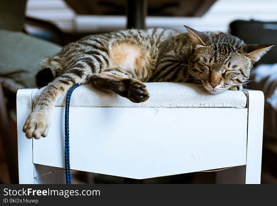 Brown Tabby Cat on White Wooden Furniture