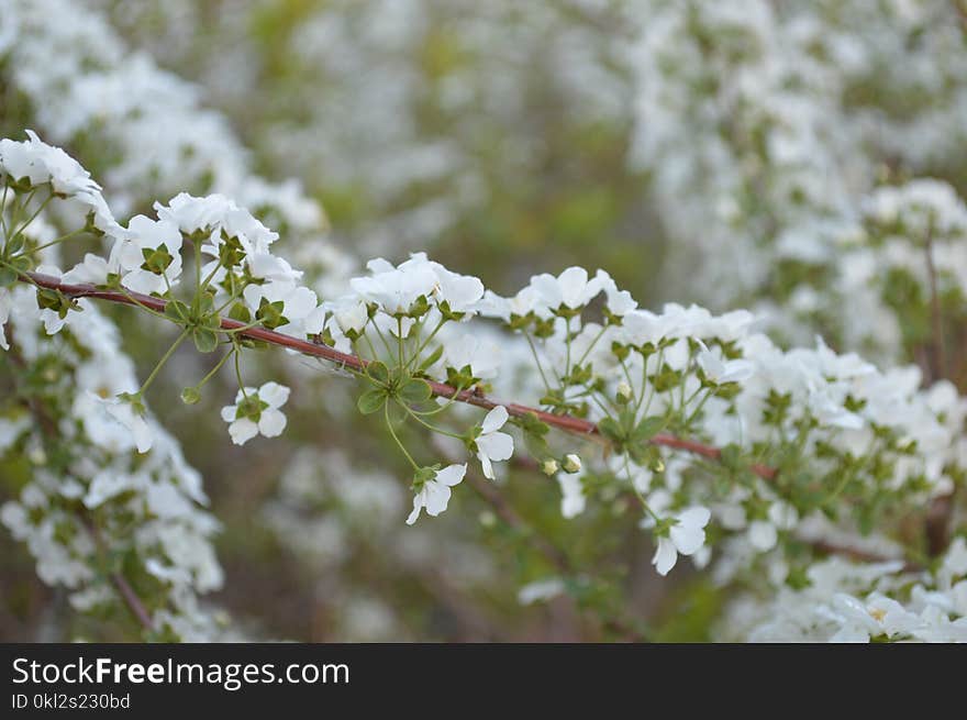 Photo of White Petaled Flower