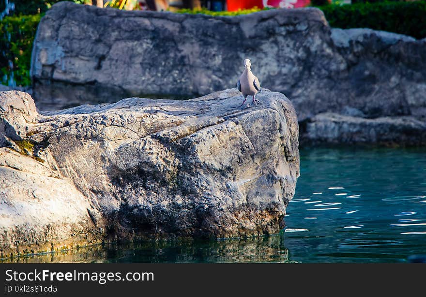 Photo of Gray Bird Perch on Gray Stone Beside Body of Water