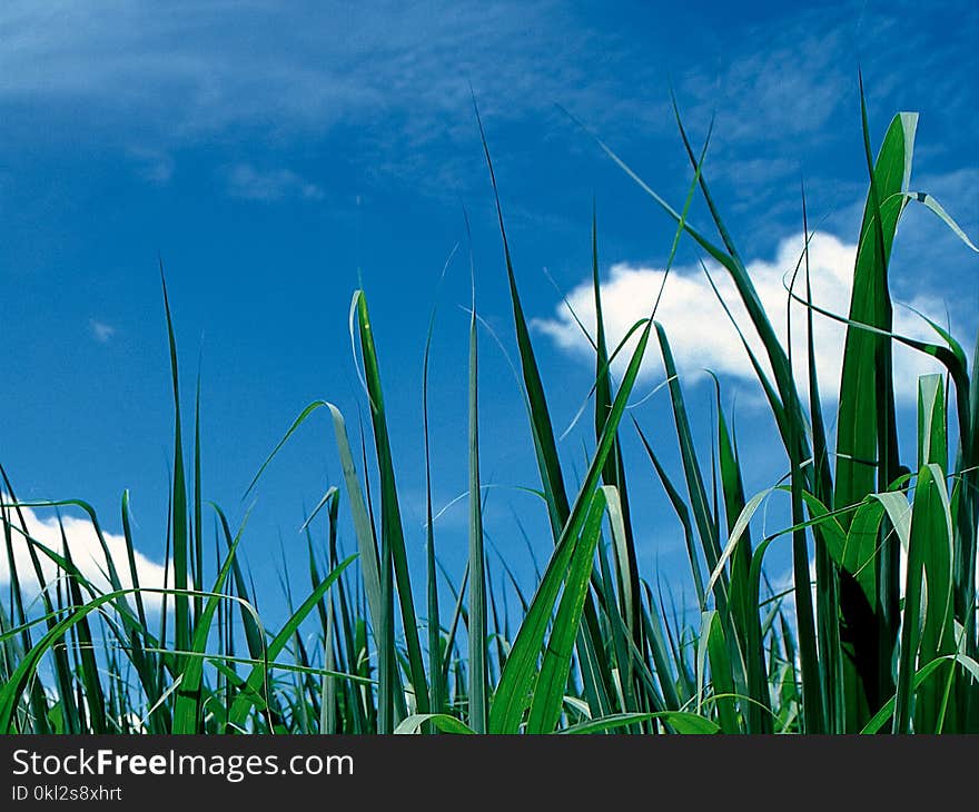 Green Leaf Plant