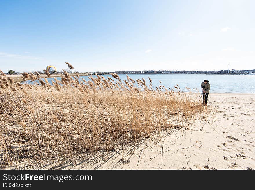 Beach With Brown Grass on Sea With