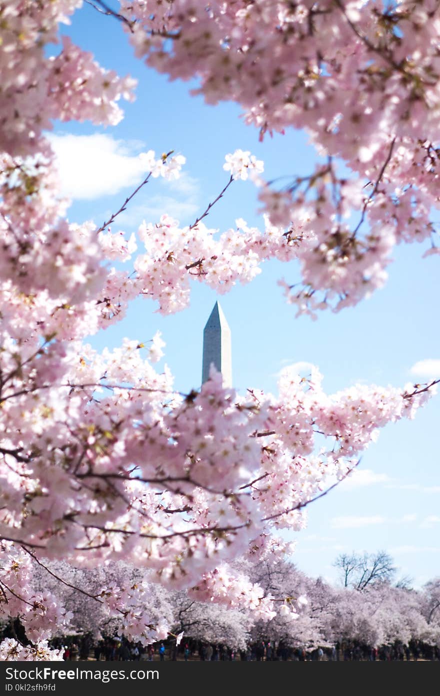 Pink Cherry Blossom