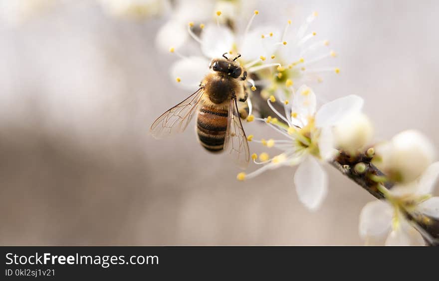 Bee Perched on White Petaled Flower Closeup Photography