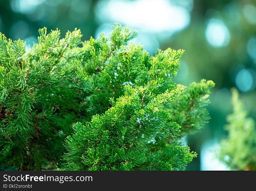 Selective Focus Photography of Green Pine Tree