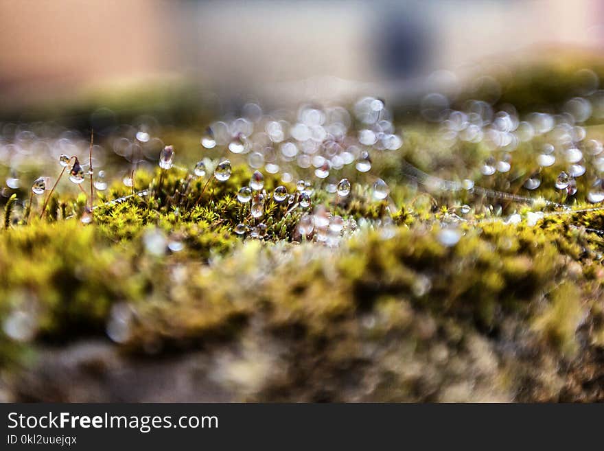 Dewdrops On Tian Hao