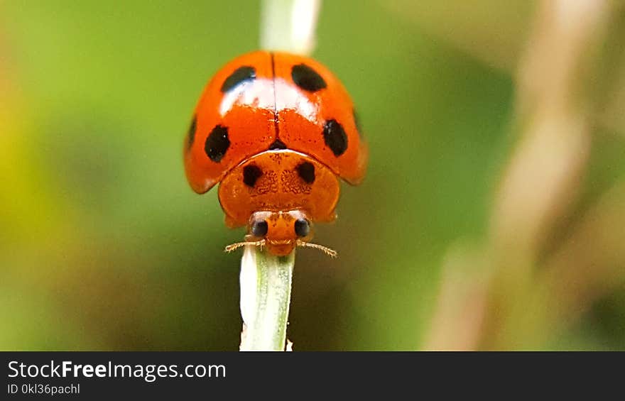 Nature animal insect of Thailand