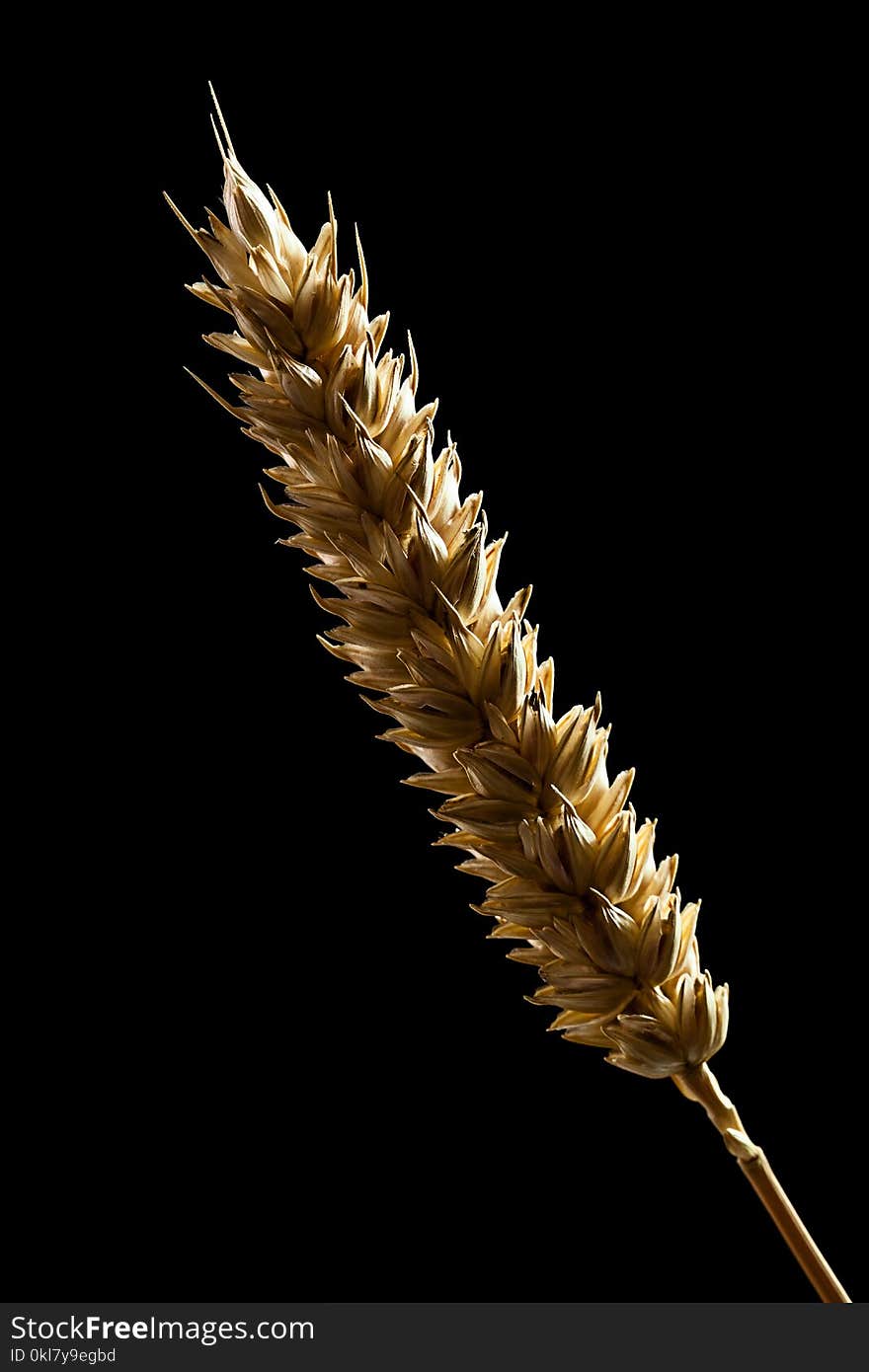 Wheat ear isolated on black