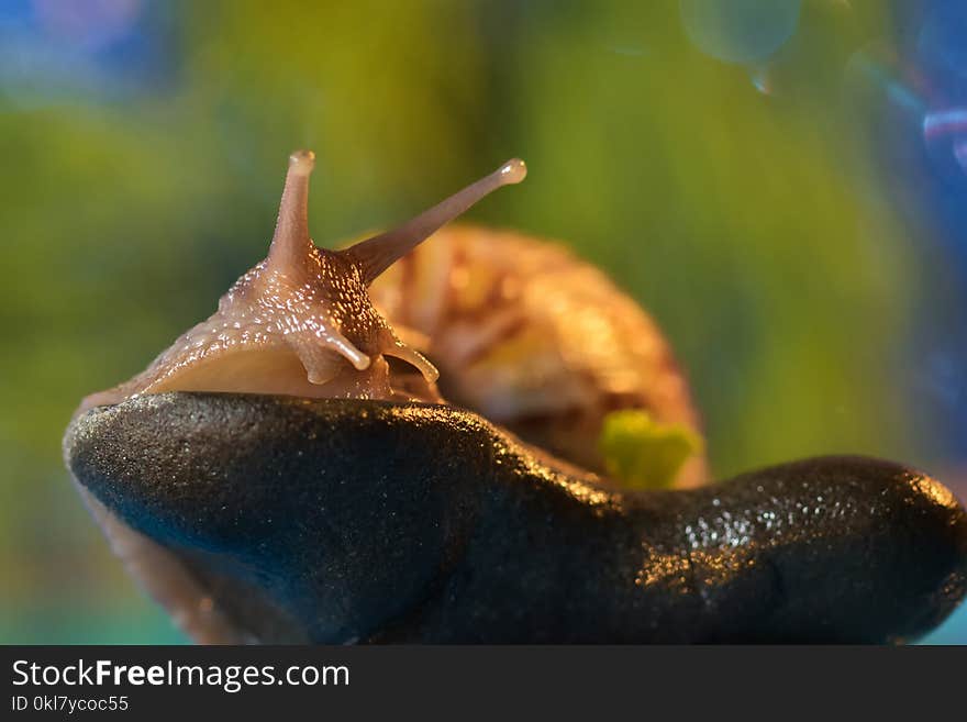 Snail sitting on a rock on the lake. Snail sitting on a rock on the lake