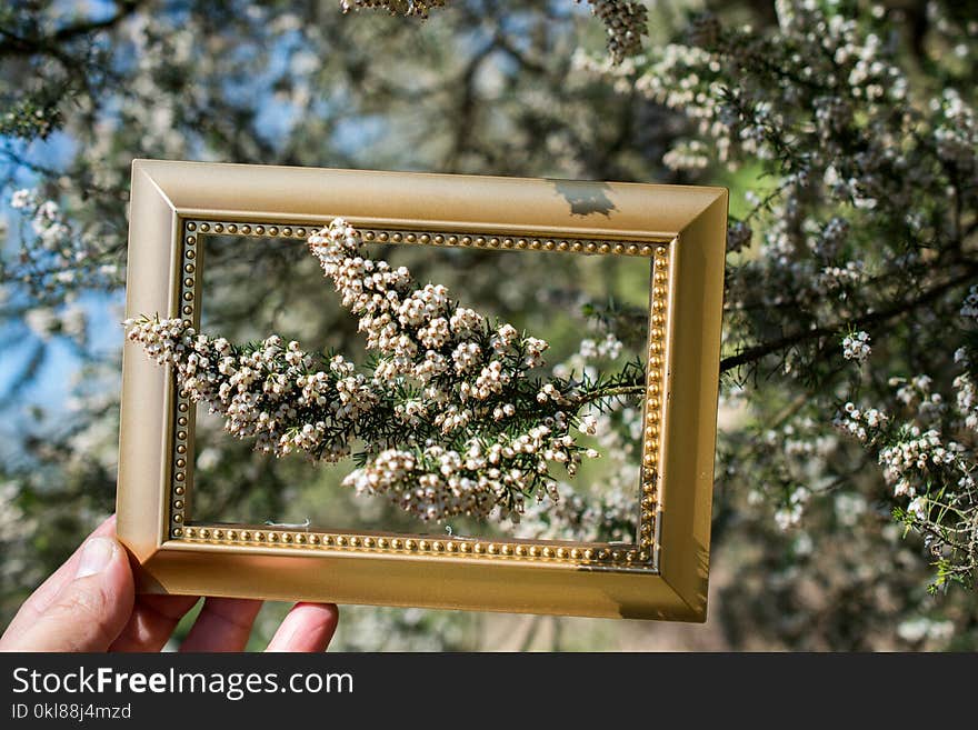 Tree bloom blossom beautiful flowers in wooden frame