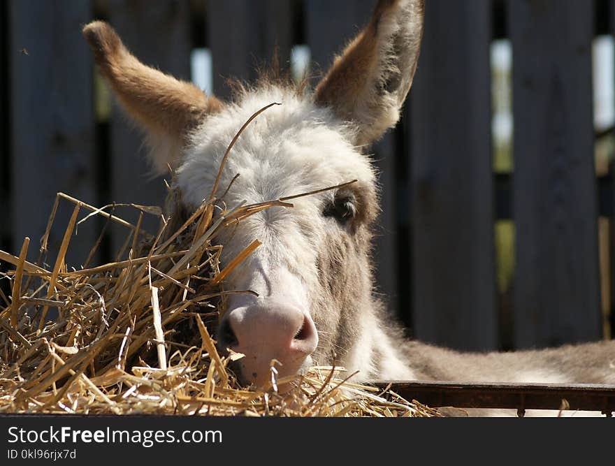 Donkey, Fauna, Horse Like Mammal, Snout