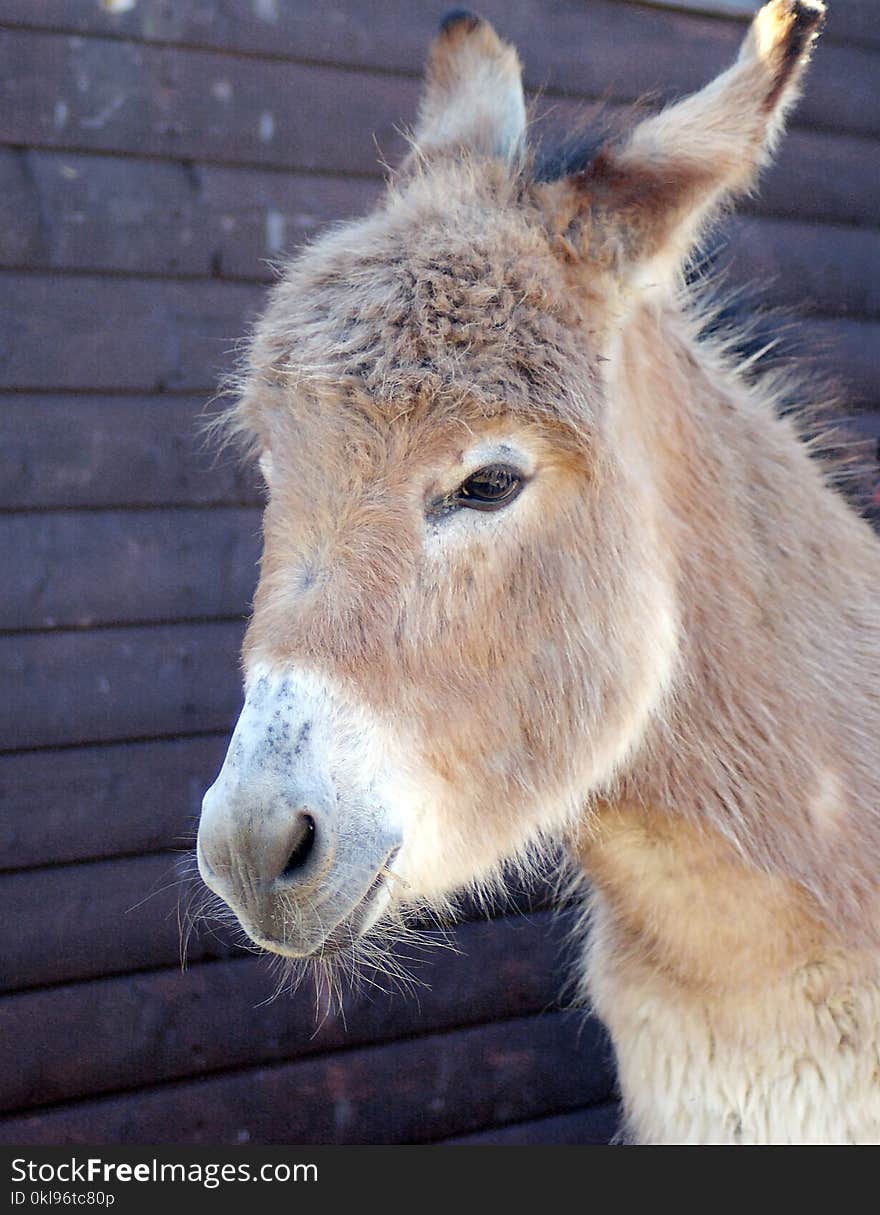 Donkey, Fauna, Horse Like Mammal, Snout