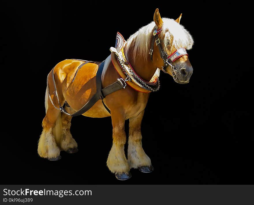 Horse, Halter, Horse Harness, Bridle