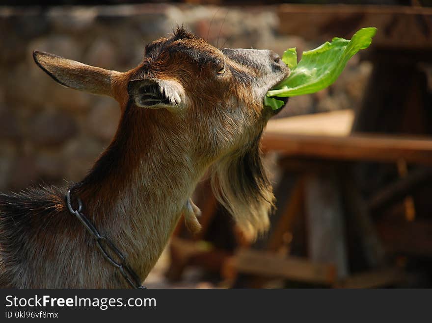 Goats, Goat, Fauna, Wildlife