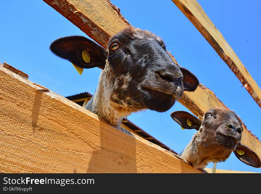 Goats, Sky, Horn, Snout