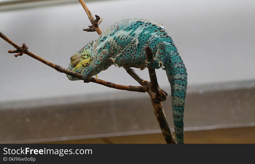 Scaled Reptile, Reptile, Chameleon, Lizard