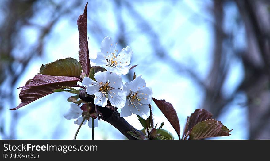 Blossom, Flower, Branch, Spring