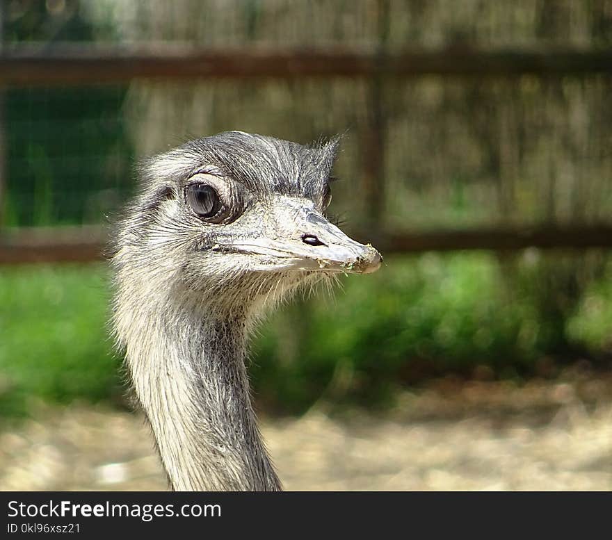 Ostrich, Beak, Fauna, Bird