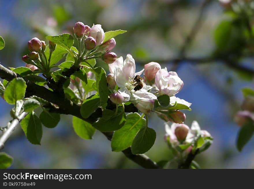 Blossom, Spring, Flora, Branch