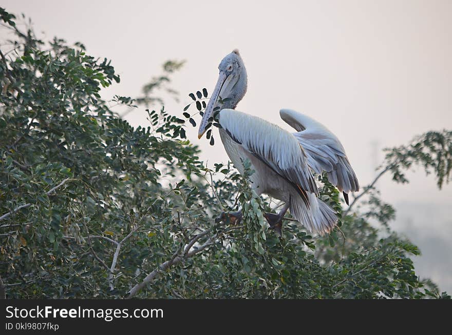 Bird, Fauna, Beak, Tree