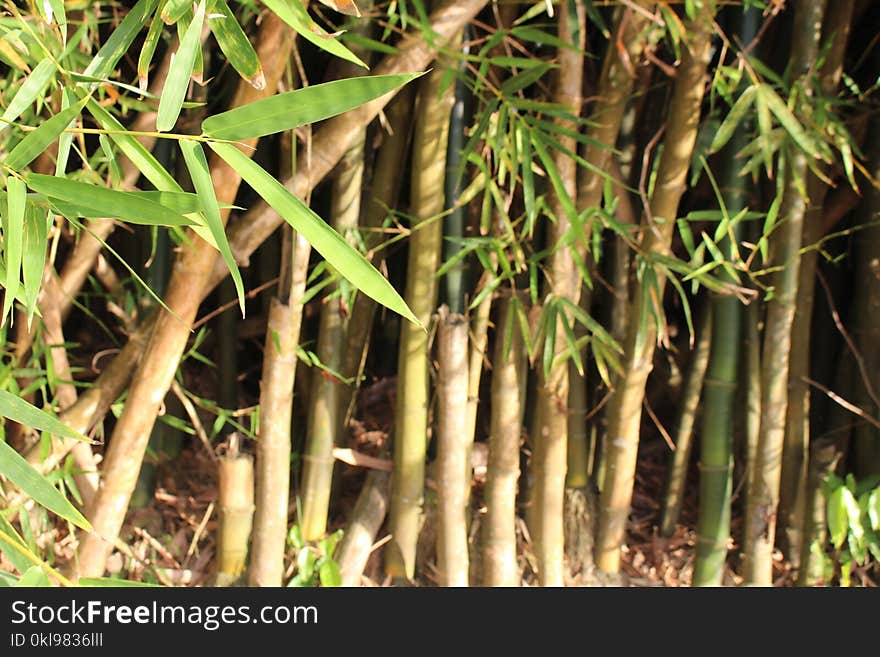 Bamboo, Grass Family, Plant Stem, Grass