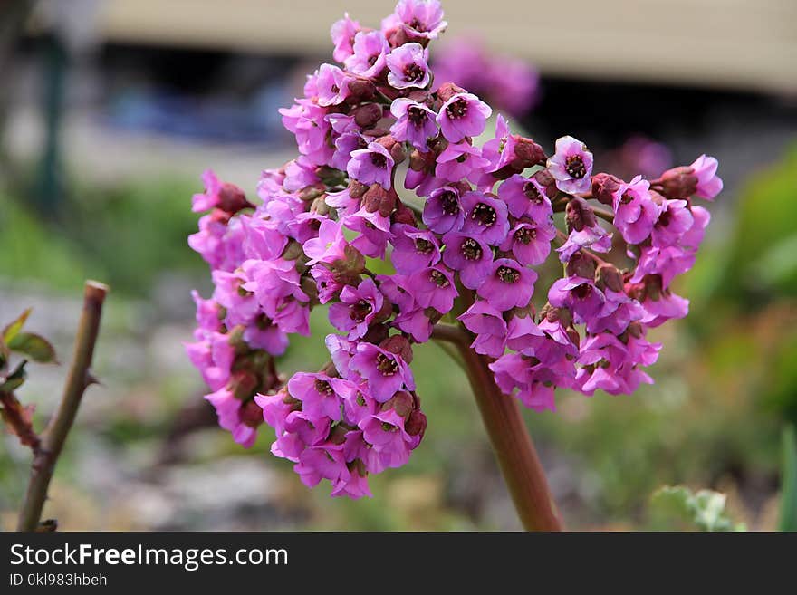 Flower, Plant, Flora, Flowering Plant