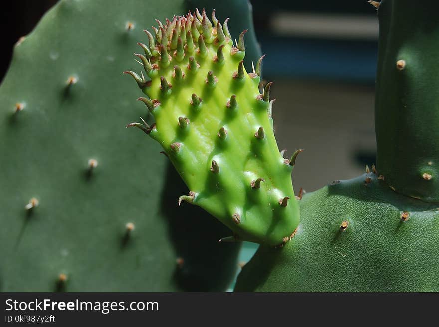 Thorns Spines And Prickles, Cactus, Barbary Fig, Eastern Prickly Pear