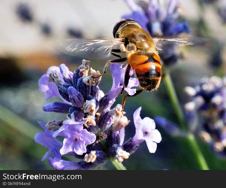 Honey Bee, Bee, Insect, Nectar