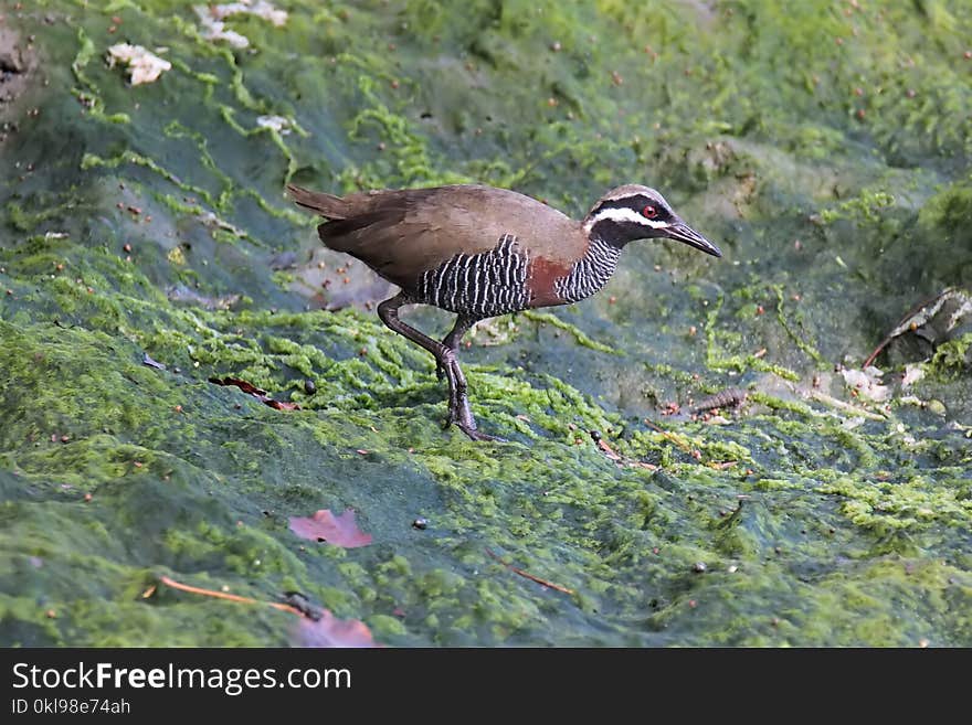 Bird, Ecosystem, Fauna, Nature Reserve