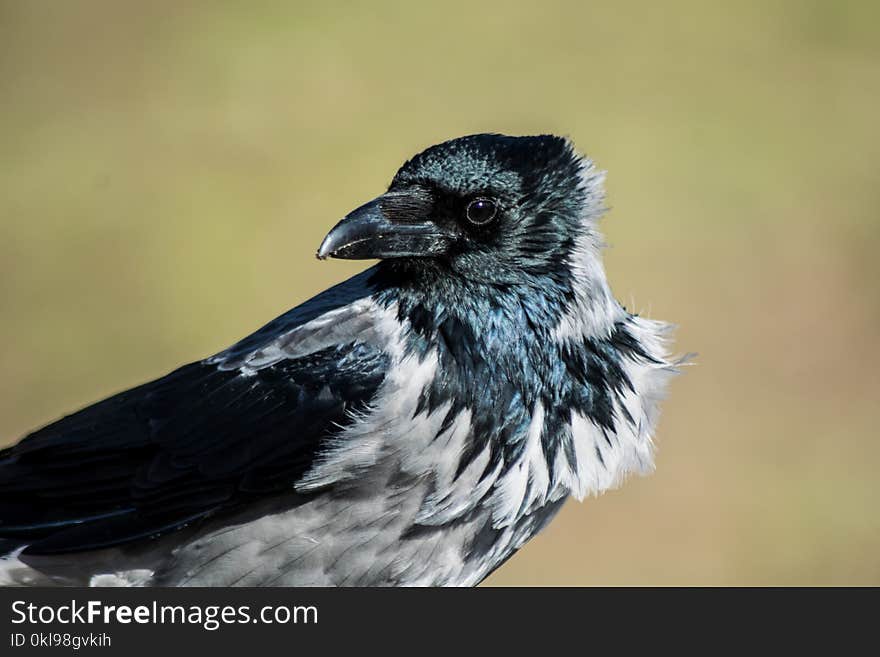 Bird, Beak, Fauna, Crow Like Bird