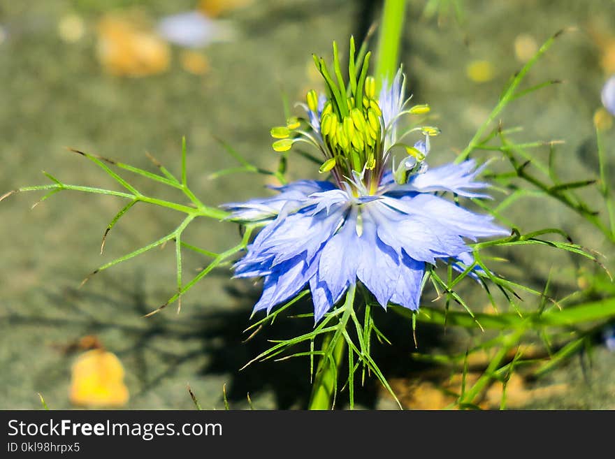 Flower, Plant, Flora, Flowering Plant