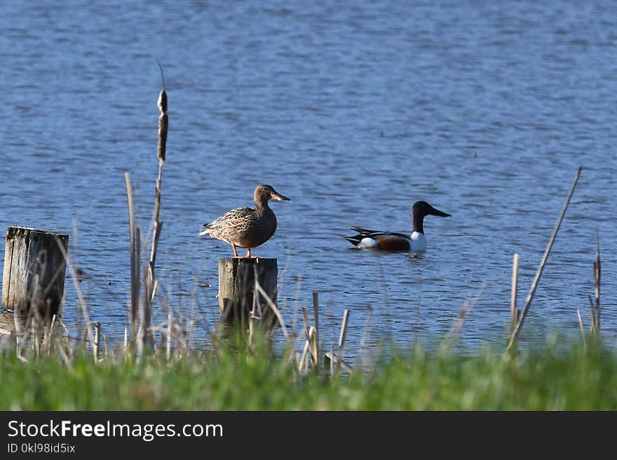 Bird, Water, Ecosystem, Fauna