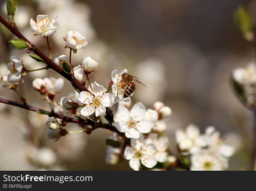 Blossom, Spring, Branch, Flower